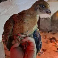 جوجه یک ماهه واکسن خورده