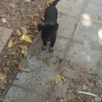 ژرمن آروم مناسب نگهداری