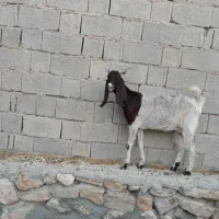 بز کهره دار|حیوانات مزرعه|اهرم, |دیوار