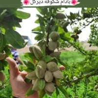 توت هرات  توت شاه توت  فندق ماکادمیا