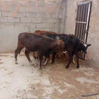 فروش 4راس گوساله جنس خوب