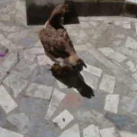 مرغ