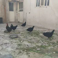 مرغخاگگذارسیاهورنگیاصیل|حیوانات مزرعه|کازرون, |دیوار