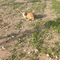 فروش زمین دشت اکبر