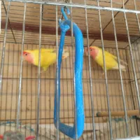 سلام کوتوله زرد صورت هلویی