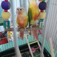 فروش دو عدد گرینچک سینه سرخ نر ماده|پرنده|شاهین دژ, |دیوار