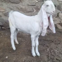 بزگلابی|حیوانات مزرعه|کرمانشاه, |دیوار