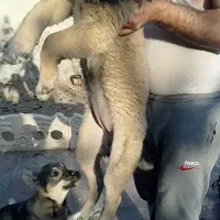 توله ماستیف|سگ|کوهسار (البرز), |دیوار