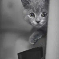 واگذاری گربه اسکاتیش