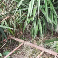 گل یو کا برای فروش|گل و گیاه طبیعی|ساری, |دیوار