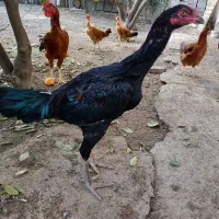 خروس لاری|حیوانات مزرعه|گنبد کاووس, |دیوار