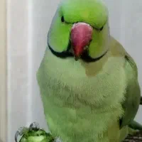 طوطی ملنگو