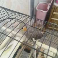 عروس هلندی سه ماهه تپل