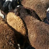 گوسفند جوان وچاق جهت قربانی کردن،