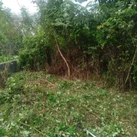 چمن زنی.علفزنی