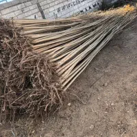 نهال صنوبر نیگرایارانه ای ۳ متری فقط ۱۵ هزار|گل و گیاه طبیعی|رشت, پارک شهر|دیوار