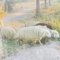 گوسفند