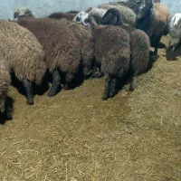 تعداد20 بره ماده|حیوانات مزرعه|اردبیل, |دیوار