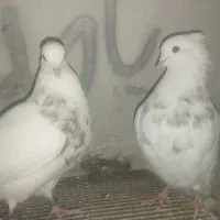 کفتر طوقی مهر پالخت کاکل میخ