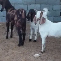 یک کولار پاکستانی اصل یک ساله آبستن بادوتا بزغاله|حیوانات مزرعه|ملک‌آباد, |دیوار