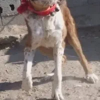 سگ نر قدرجونی آله سرخ