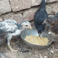 جوجه گلین