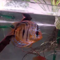 دیسکس هکل|ماهی|کرج, خرمدشت|دیوار