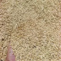 جو دوپر بهترین جو