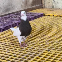 چند عدد کبوتر طوقی جوجه و بزرگ