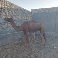 شترارام برای پروار|حیوانات مزرعه|ندوشن, |دیوار