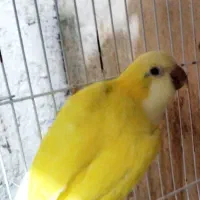 راهب زرد 2ساله با تست|پرنده|ارطه, |دیوار