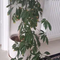 گل با گلدان