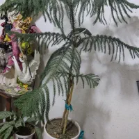 کاج مطبق|گل و گیاه طبیعی|مهدی شهر, |دیوار