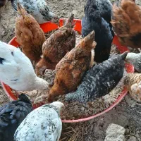 فروش جوجه محلی