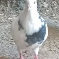 کبوتر فروشی|پرنده|ایوان, |دیوار