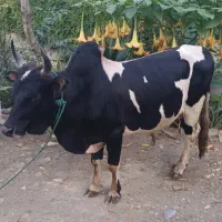 ورزا  گاو نر کل محلی