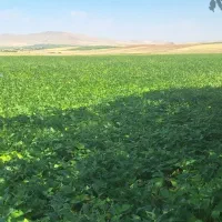 کاه لوبیا چیتی