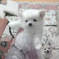 پامر دو سر خرسی|سگ|تهران, ستارخان|دیوار