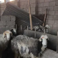 میش داشتی