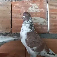 کبوتر پرشی و جوجه کشی|پرنده|بهشهر, |دیوار