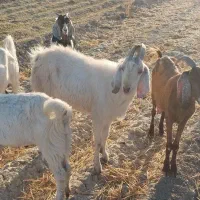 فروش بزنجدی