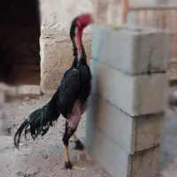 مرع خروس اوشامو یتغ مشکی آلمانی وارداتی وجوجه