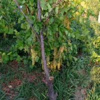 باغ-800متری-در-بهترین-منطقه-تاکستان