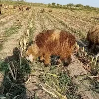 میش درجه یک