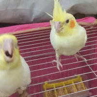 جوجه عروس هلندی