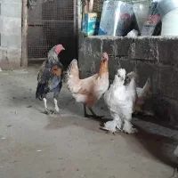 مرغ و خروس دورگ|حیوانات مزرعه|سروآباد, |دیوار