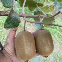 فروش کیوی ممتاز