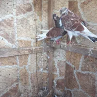 کبوتر پرشی|پرنده|بابل, |دیوار