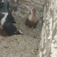 فروشی کربات