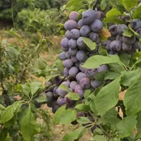 کارگر  خانم جهت  آلو  جمع کردن